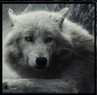 /album/secret-singing-wolves/wolf-wolves-hd-wallpaper-kopie-jpg/